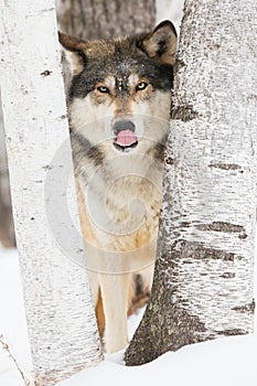 Timber wolf portrait with his tongue out