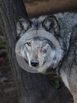 A Timber wolf portrait isolated against a black background in autumn in Canada