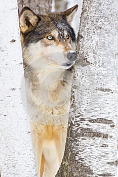 Timber wolf portrait