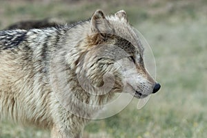 Timber wolf portrait sideview