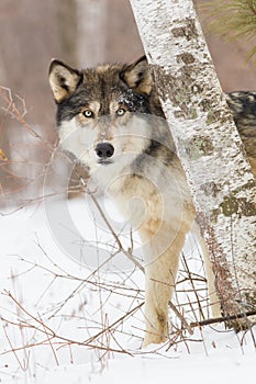 Timber wolf portrait