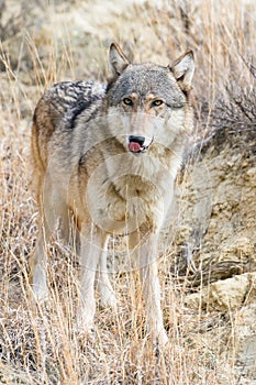 Timber wolf in prairie grass