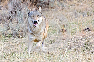 Timber wolf in prairie grass