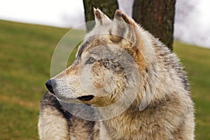 Timber Wolf Profile