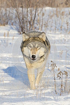 Timber wolf on prowl