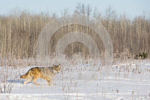 Timber wolf on prowl for prey