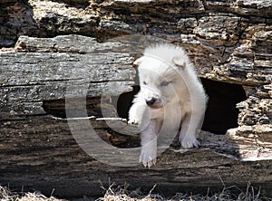 Timber wolf pup