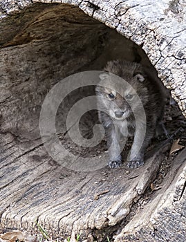 Timber wolf pup