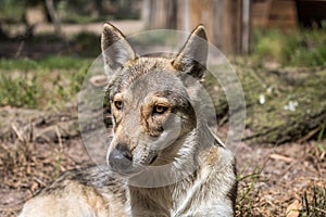 Timber wolf pup laying on the ground looking