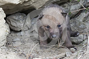 Timber wolf pups first steps