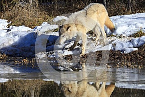 Timber wolf reflection in water