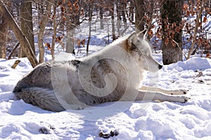 Timber wolf resting in the snow 1