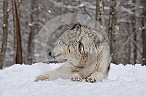 Timber Wolf