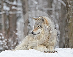 Timber Wolf