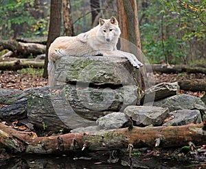 Timber wolf on a rock