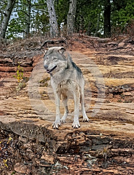 Timber wolf on rocky ridge