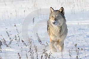 Timber wolf running in snow