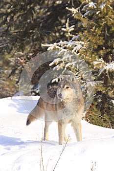 Timber wolf in scenic photograph