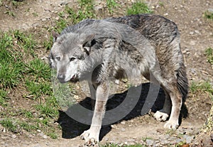 Timber Wolf searching for food in the woods