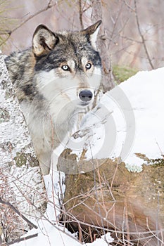 Timber wolf side portrait