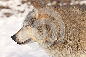 Timber wolf side portrait