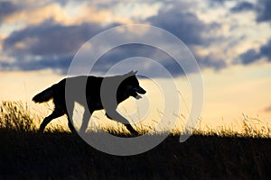 Timber wolf silhouette at sunset