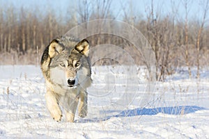 Timber wolf sneaking in for kill photo