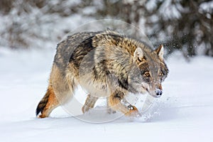 Timber wolf in snowy winter forest. Wild life landscape. European wolf Canis Lupus in natural habitat