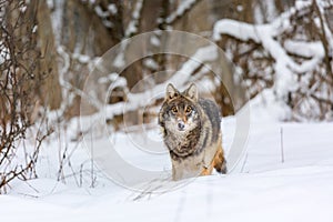 Timber wolf in snowy winter forest. Wild life landscape. European wolf Canis Lupus in natural habitat