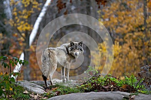 A lone Timber wolf or grey wolf (Canis lupus) standing on a rocky cliff looking back in autumn in Canada