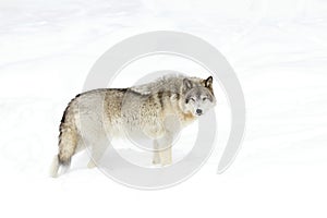 A lone Timber wolf or grey wolf (Canis lupus) isolated against a white background walking in the winter snow in Canada