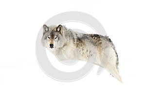 Timber wolf or grey wolf (Canis lupus) isolated against a white background walking in the winter snow in Canada