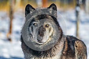 A Timber Wolf Stare