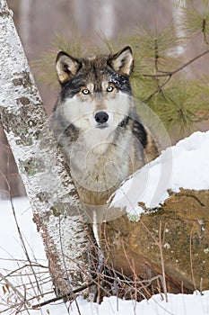 Timber wolf stare down