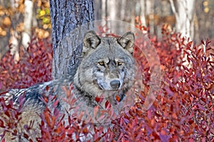 Timber wolf staring from blueberry bushes