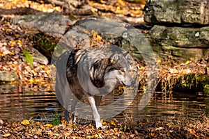 A Timber Wolf stepping out of a pond while focused on the pack off in the distance