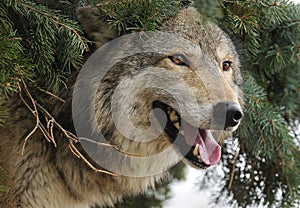 Timber Wolf Sticks Head out from under Pine Tree
