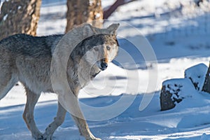 A Timber Wolf Strolling Through the Snowy Forest