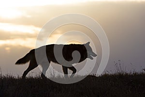 Timber wolf at sunrise