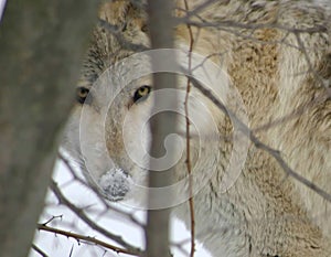 Timber wolf in trees
