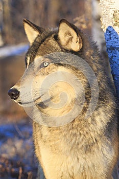 Timber wolf vertical portrait