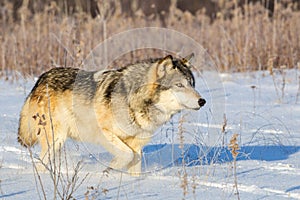 Timber wolf walking in deep snow