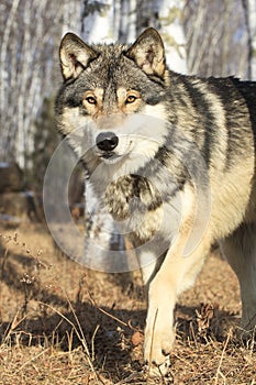 Timber wolf walking in forest