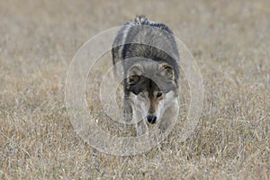 Timber wolf walking through grassland