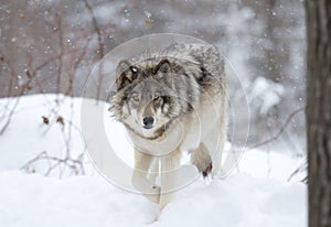 A lone Timber wolf or grey wolf (Canis lupus) walking in the winter snow in Canada photo