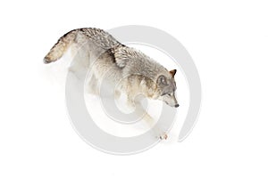 A lone Timber wolf or Grey Wolf (Canis lupus) isolated on white background walking in the winter snow in Canada