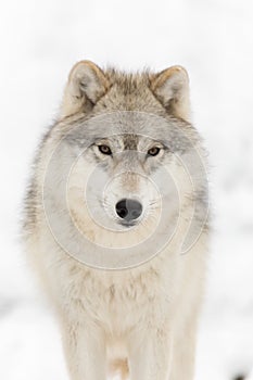 Timber wolf in winter