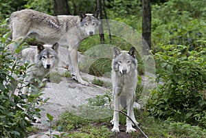 Timber wolves Canis lupus on rocky cliff in summertime