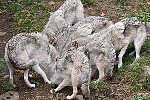 Timber wolves or grey wolves (Canis lupus) feeding in autumn in Canada