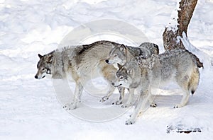 Timber wolves or Grey wolves Canis lupus isolated on white background walking in the winter snow in Canada